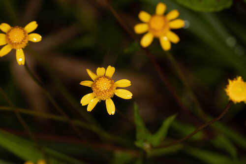 Acmella oppositifolia var. repens #1